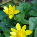 Ranunculus ficaria